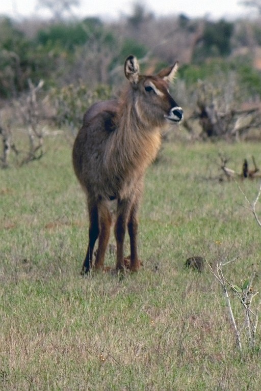 Kenia (439).jpg